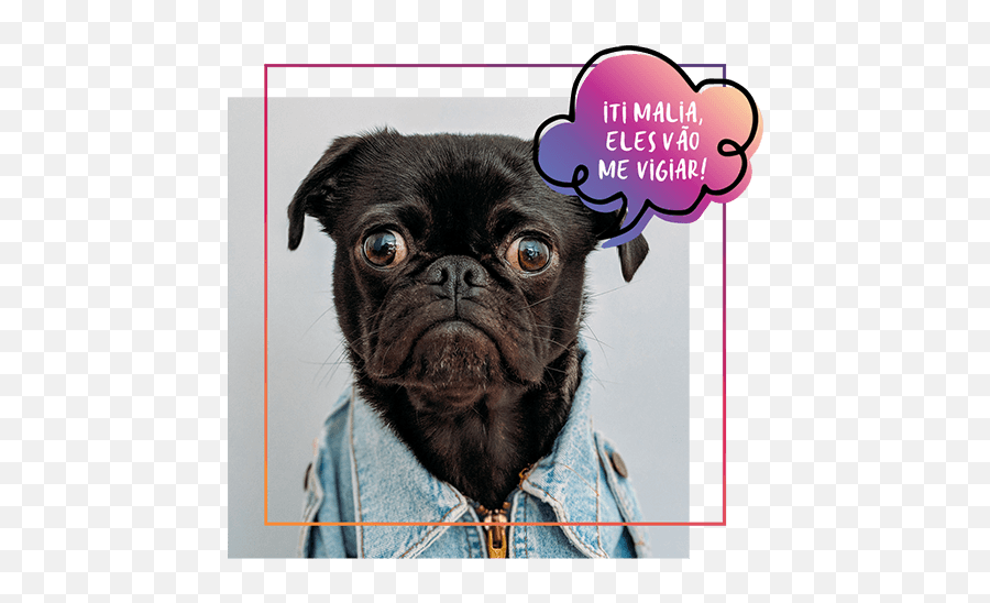 Petcam App - Pet Camera Dog Monitor Best Dog Camera App Photo Caption Emoji,Funny Doge Emojis For Iphone