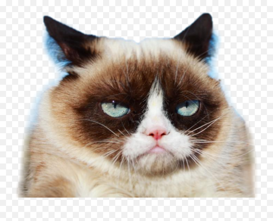 Grumpy Cat Grumpycat Sticker - Cat Angry Statement Emoji,Grumpy Cat Emoji