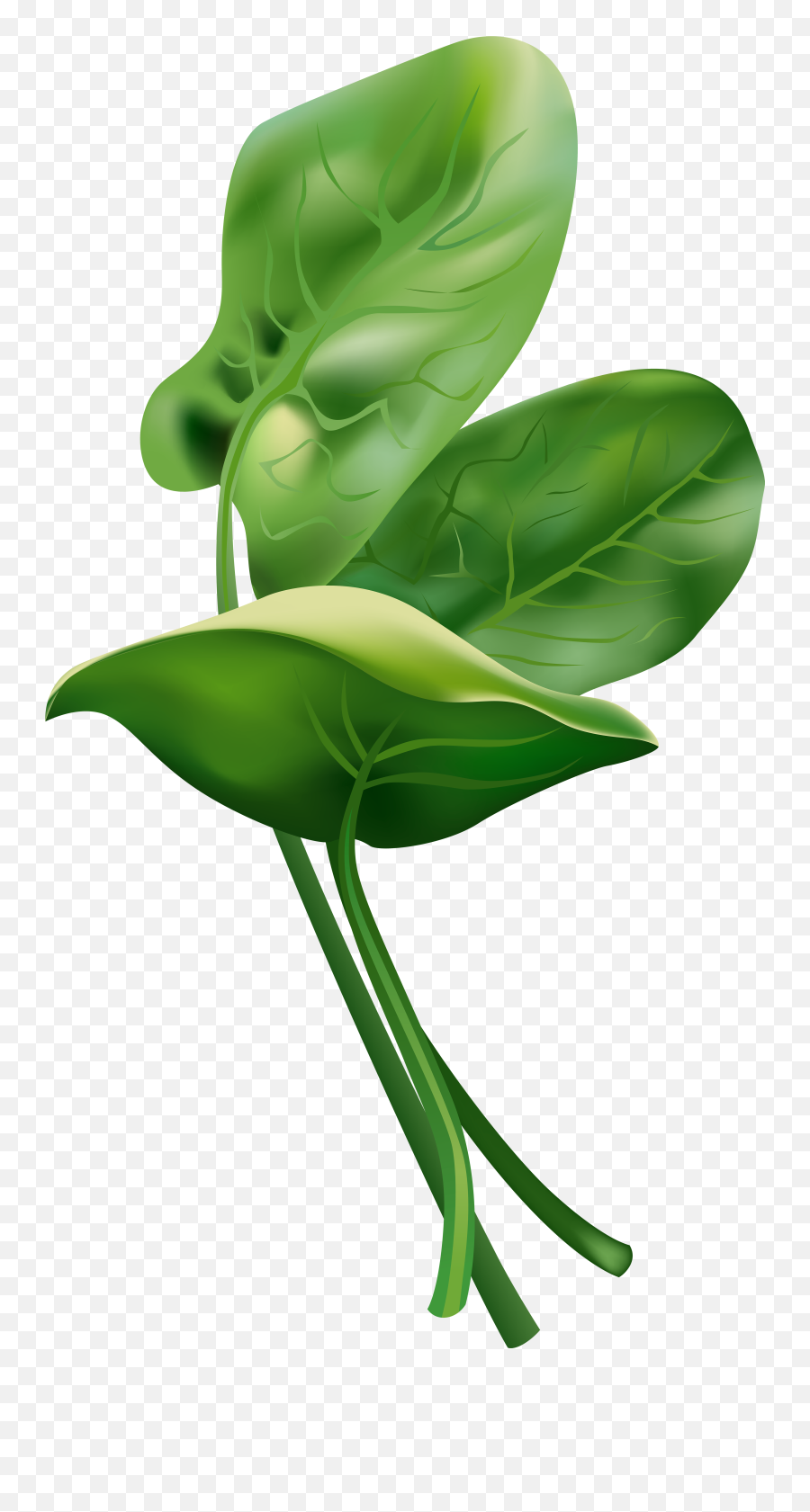 Spinach Free Clip Art Image Gallery Yopriceville High Png - Spinach Clipart Png Emoji,Kale Emoji