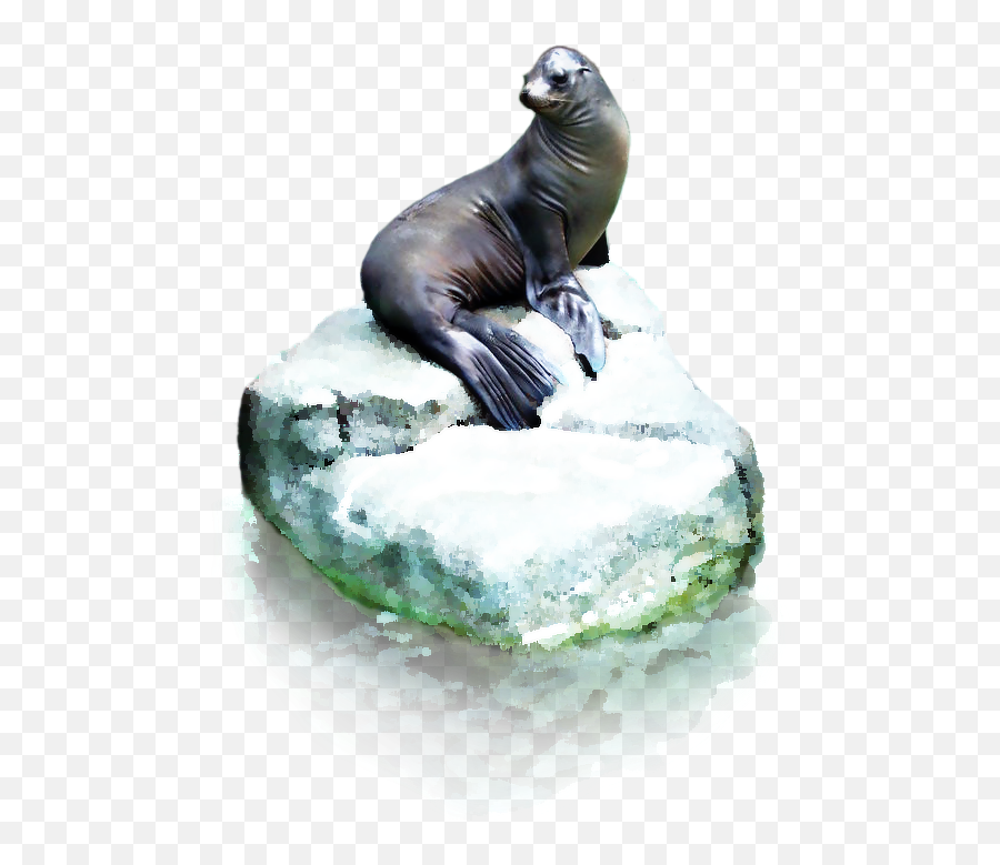 Seal Sitting Sticker By - California Sea Lion Emoji,Sea Lion Emoji