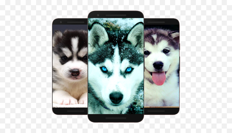 Husky Wallpaper Hd Latest Version Apk Download - Com Husky Dangerous Emoji,Siberian Husky Emoji