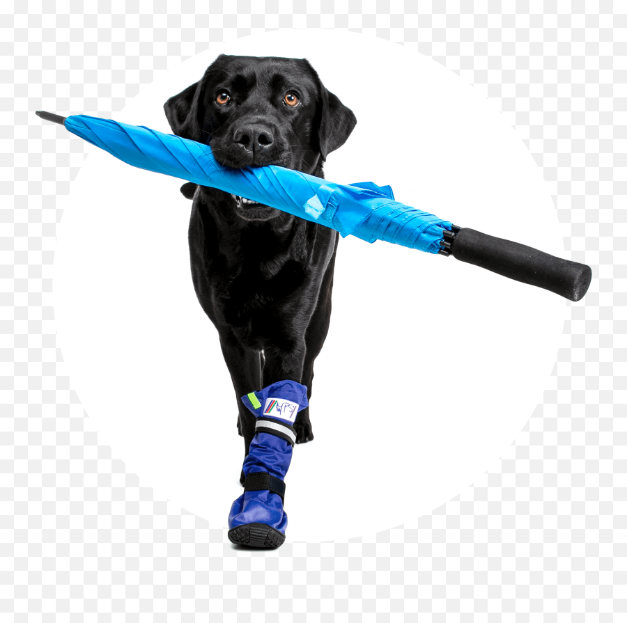 Mps - Medical Pets Boot Dog Medical Pet Shirts Medical Pet Shirt Emoji,Pet Emotions Chart