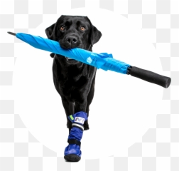 Mps - Medical Pets Boot Dog Medical Pet Shirts Medical Pet Shirt Emoji,Pet Emotions Chart