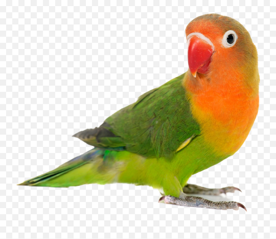 Parrots - Parrot Bird Emoji,African Grey Parrot Reading Emotions