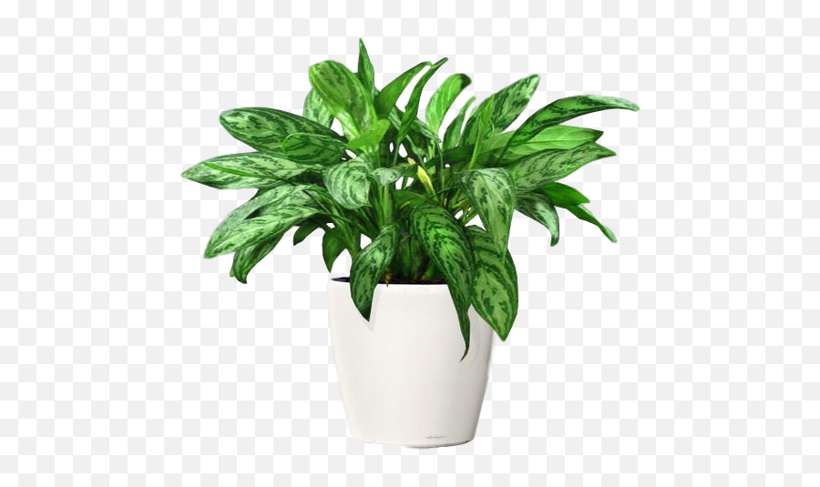 10 Easy To Maintain Houseplants - Non Flowering Plants In Pot Emoji,Don't Forget To Get Some H20 Houseplant With Emotions