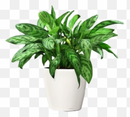 10 Easy To Maintain Houseplants - Non Flowering Plants In Pot Emoji,Don't Forget To Get Some H20 Houseplant With Emotions
