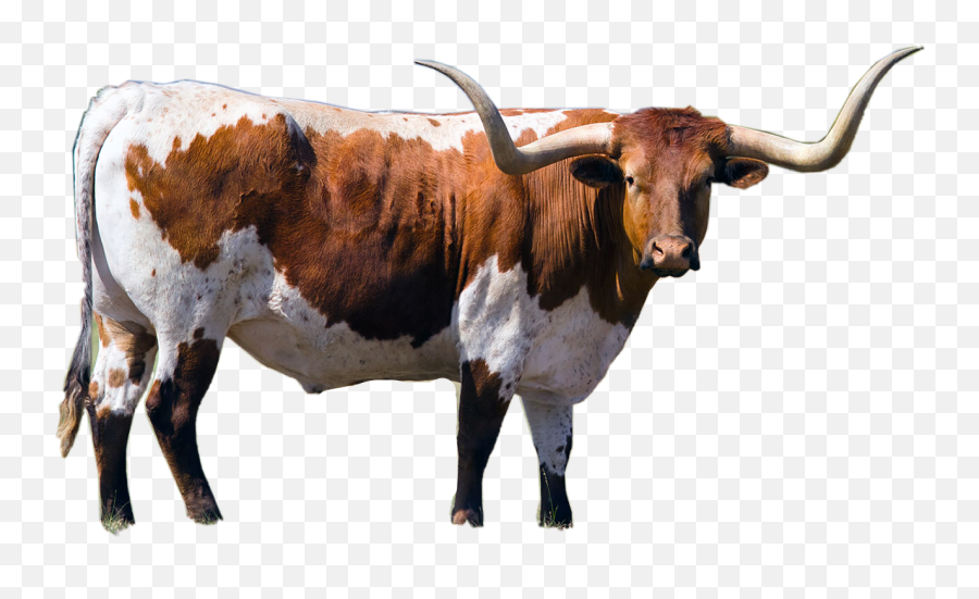 The Most Edited - Indian Long Horn Bull Emoji,Longhorn Cattle Emoji Sign