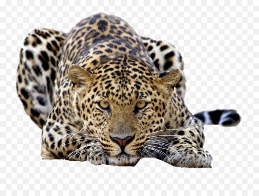 Leopard Psd Official Psds Emoji,Cute Leopard Emojis
