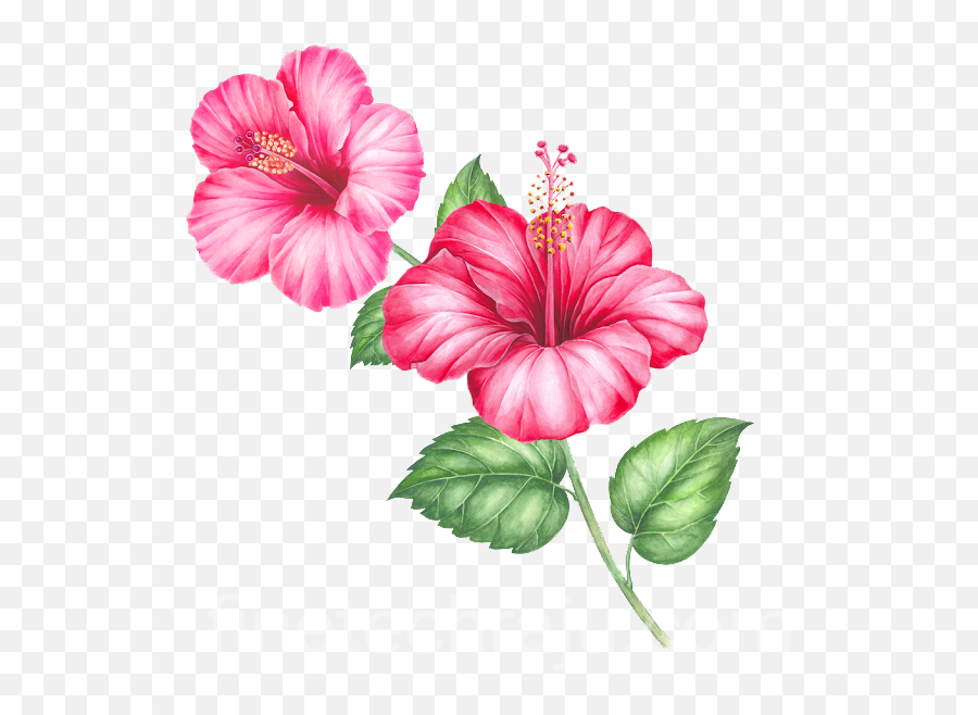 Best Pictures Of Emoji Faces To Draw - Transparent Png Hawaiin Flower,Hawaiian Flag Emoji Iphone