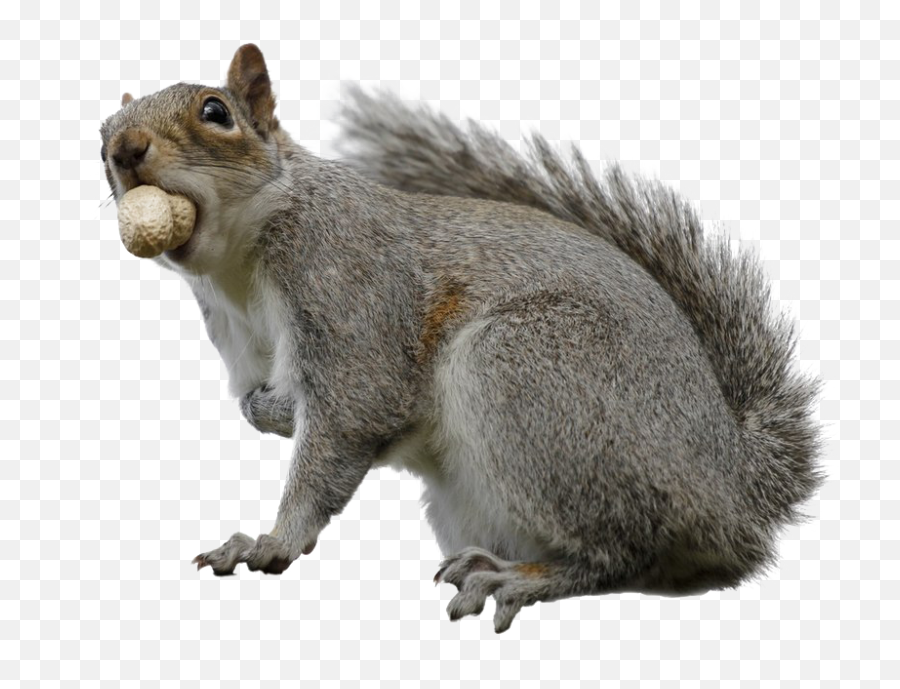 Squirrel Download Transparent Png Image Png Arts - Squirrel Transparent Emoji,Squrrel Emoji