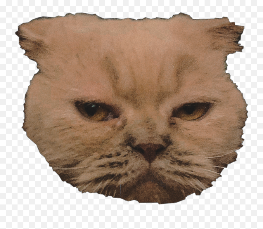 Animal Cat Grumpycat Aesthetic Sticker - Soft Emoji,Cat Emotion