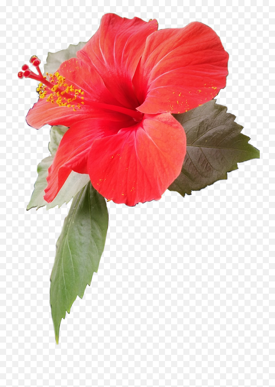 Flower Redflower Sticker - Shoeblackplant Emoji,Hawaiian Emoji App