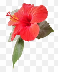 Flower Redflower Sticker - Shoeblackplant Emoji,Hawaiian Emoji App