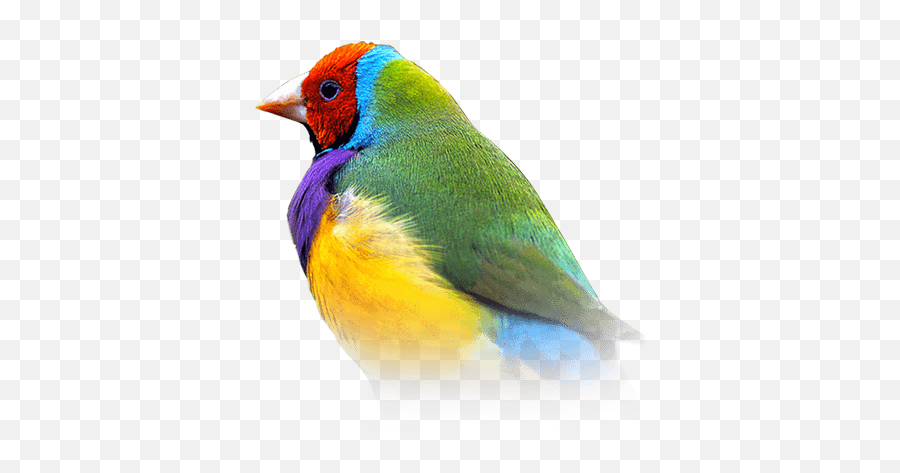 Gouldian Finch - Gouldian Finch Birds Emoji,Finch Emoji