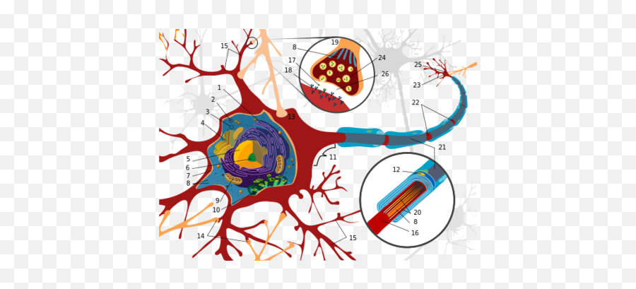 Unit 3 Biological Bases Of Behavior - Endomembrane System In A Neuron Emoji,Theories Of Emotion Ap Psychology