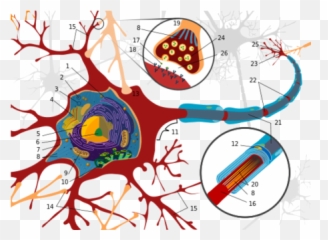 Unit 3 Biological Bases Of Behavior - Endomembrane System In A Neuron Emoji,Theories Of Emotion Ap Psychology
