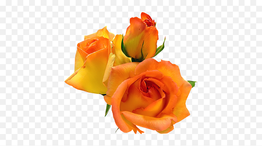 Flowers Rose - Fundo Transparente Rosas Png Flipper Emoji,Emoji Bedeutung Liste Deutsch