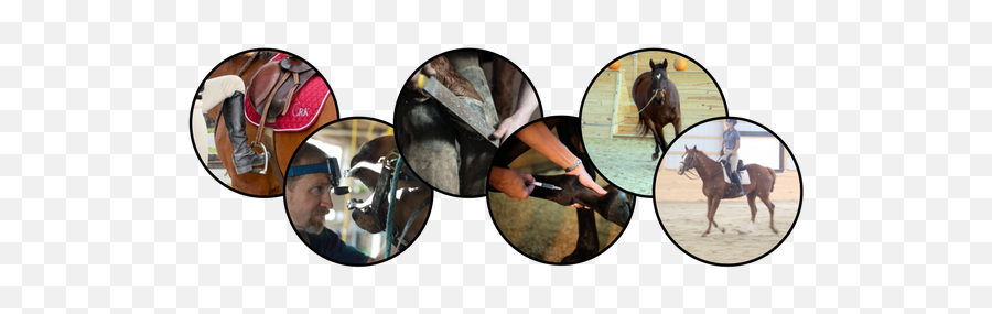 How Your Horseu0027s Movement Affects His Behavior By Crk - Bridle Emoji,Posture Emotion