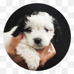 Spay And Neuter - Small Dogs For Adoption Near Me Emoji,Neutered Dog Emoticons
