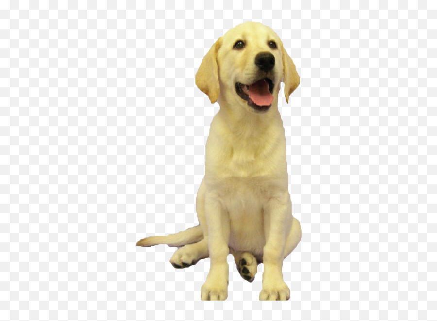 Shake A Paw - Shake A Paw Emoji,Happy Birthday Emoticons With Labrador Retriever
