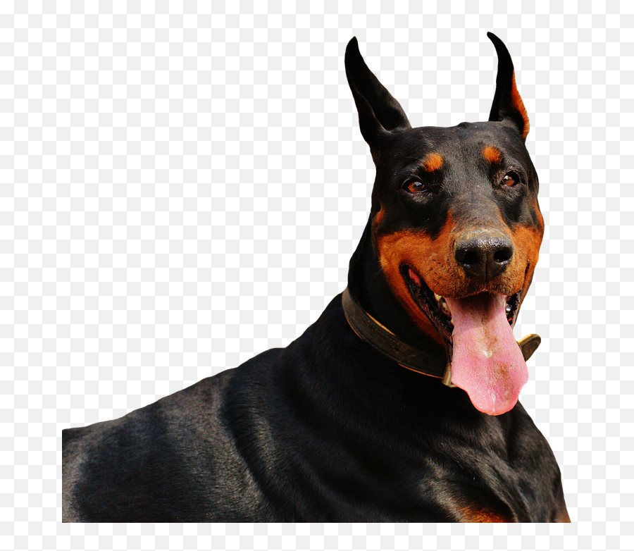 Wallpaper Doberman Dog Images Free - Great Pyrenees Doberman Mix Emoji,Samsung S10 Plus Dog Emojis