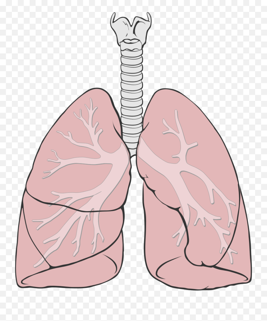 Diagram Simple Diagram Of Lung Full Version Hd Quality Of - Simple Lungs Diagram Emoji,Kid Emotion Dc Database