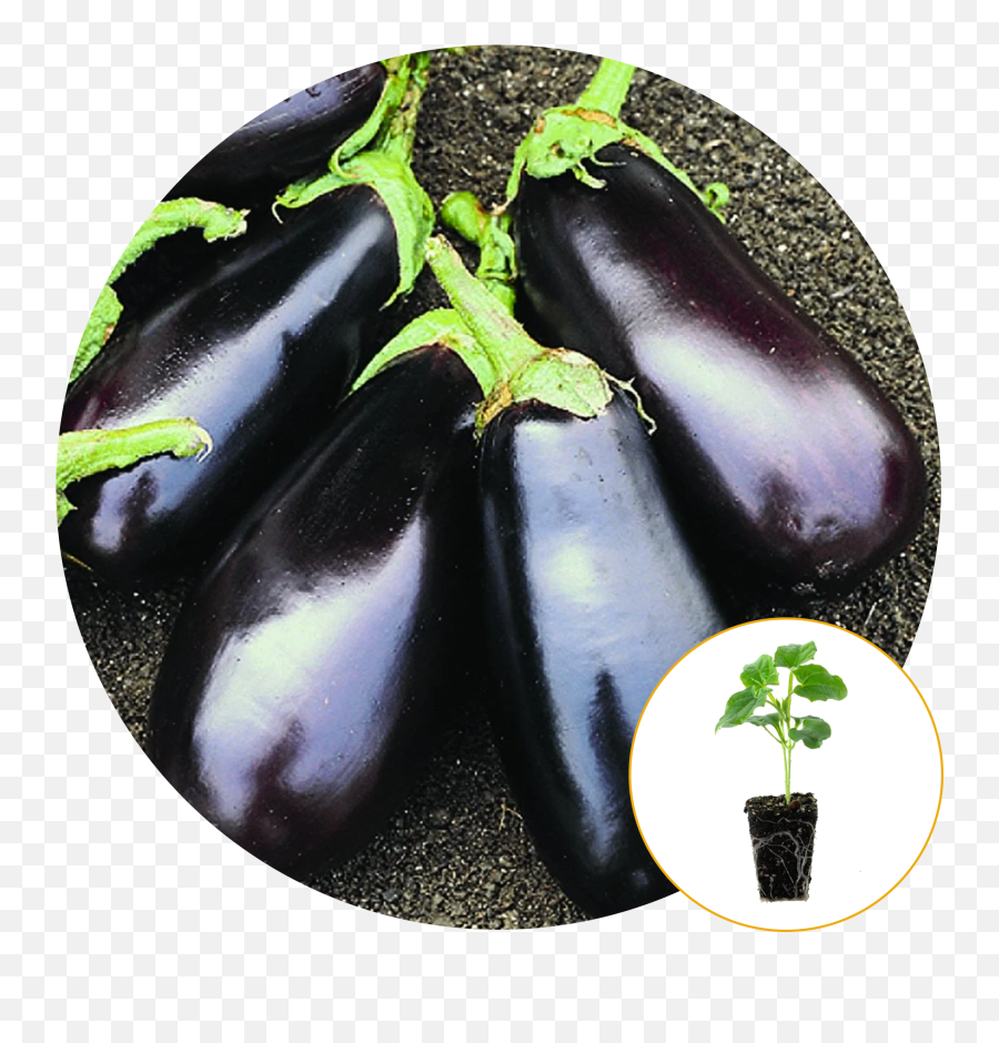 Ferry - Classic Eggplant Emoji,Eggplant Emoticon Halloween Costume