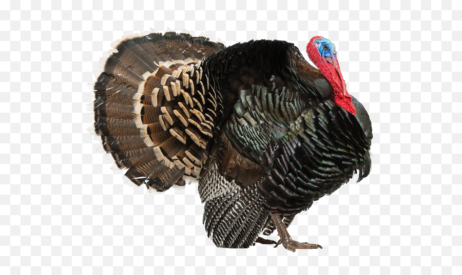 Wild Turkeys Among Us - Turkey Thanksgiving Leftover Jokes Emoji,Emotions Turkeys Feel
