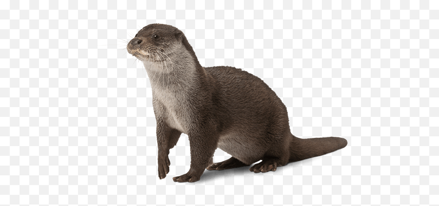 National Mississippi River Museum U0026 Aquarium Emoji,Emotion Otter Impact