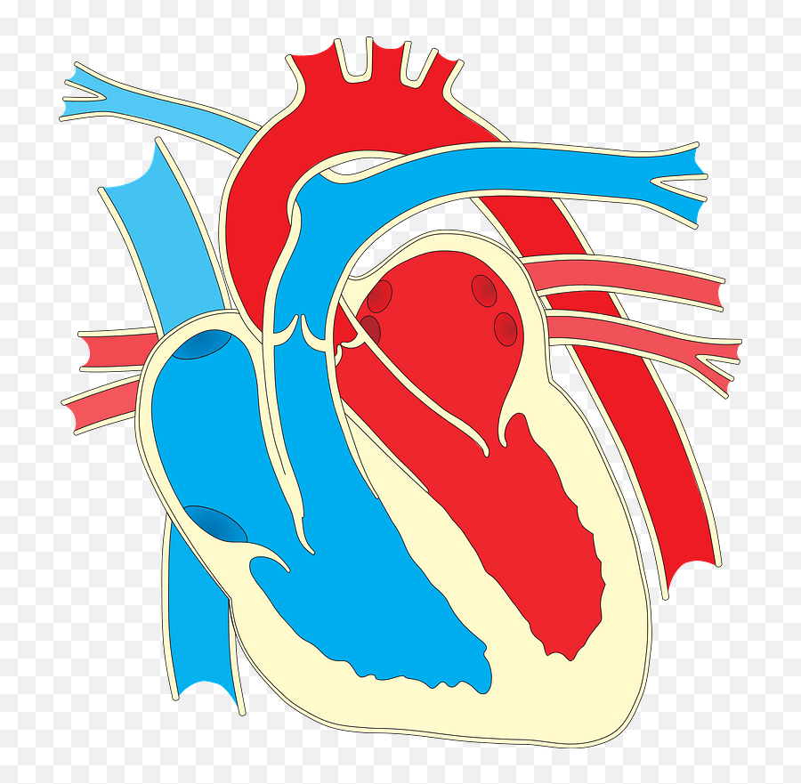 Heart Diagram Without Labels Clipart Free Download Emoji,Blood Heart Emoji