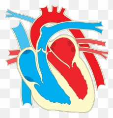 Heart Diagram Without Labels Clipart Free Download Emoji,Blood Heart Emoji