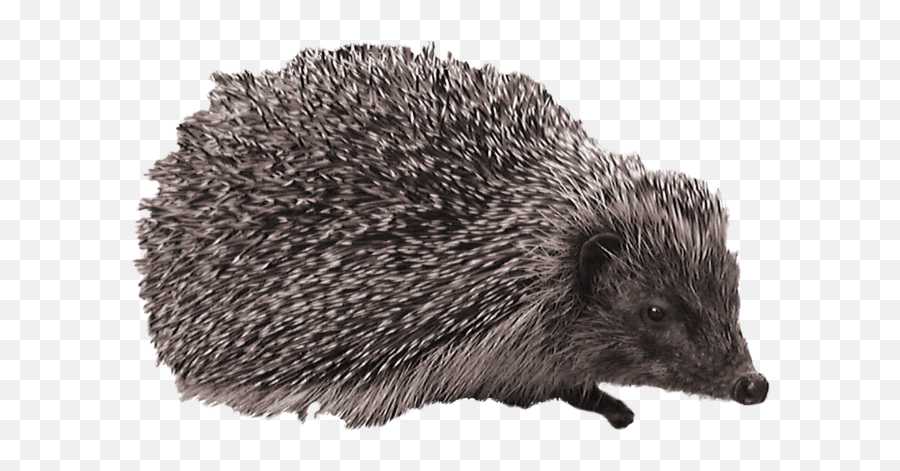 Hedgehog Png Clipart 2 - Png 6051 Free Png Images Starpng Emoji,Hedgehog With Star Emoji