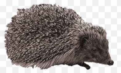 Hedgehog Png Clipart 2 - Png 6051 Free Png Images Starpng Emoji,Hedgehog With Star Emoji