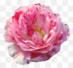 Rose - Garden Roses Emoji,Ankit Emoji Stickers