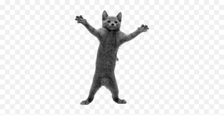 Dancing Cat Crazy Cats Funny Cat - Dancing Cat Gif Emoji,Emoticons Que Se Mechem