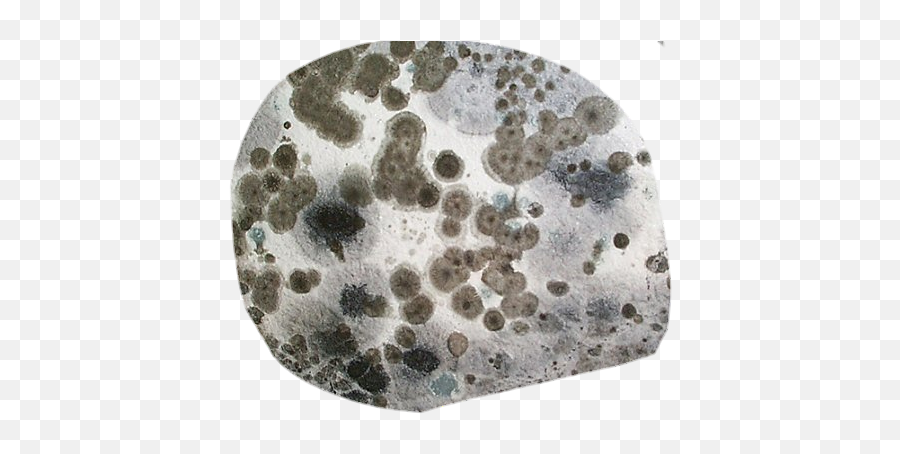 Mold Rotting Rotten Goth Weird Sticker - Mold Look A Like Emoji,Mold Emoji