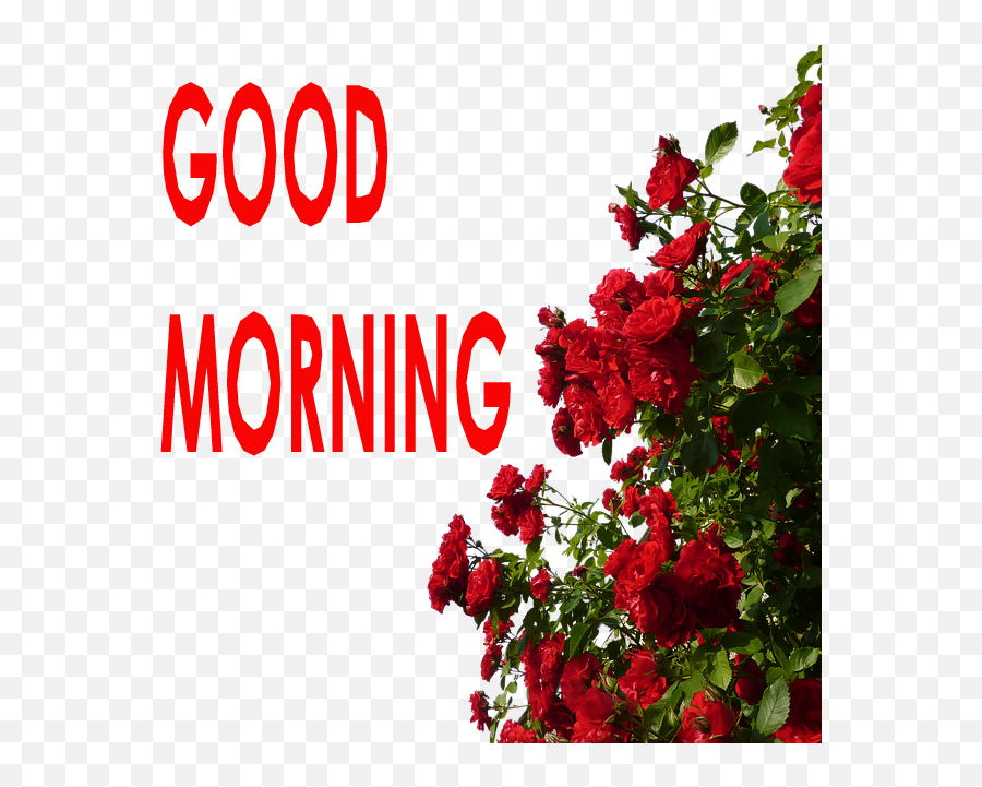 Top 70 Good Morning Images Greetings - Transparent Background Rose Bush Png Emoji,Goodmorning Sister Emoticon