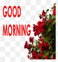 Top 70 Good Morning Images Greetings - Transparent Background Rose Bush Png Emoji,Goodmorning Sister Emoticon