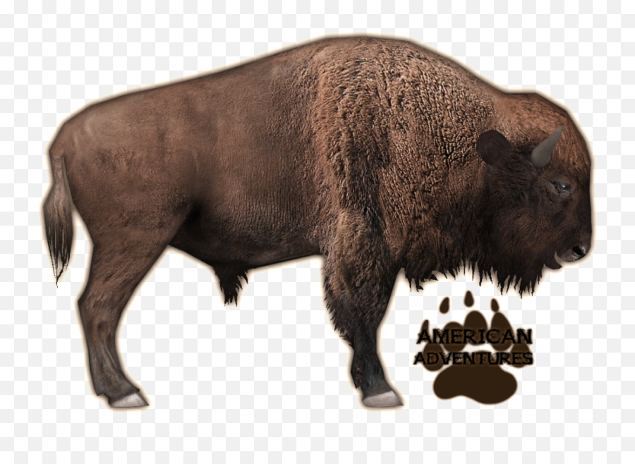 American Bison Png U0026 Free American Bisonpng Transparent - Zoo Tycoon 2 Bison Remake Emoji,Bison Emoji