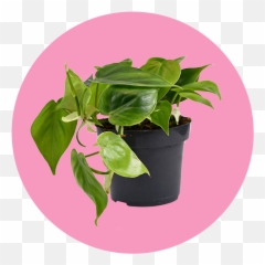 23 Easy Breezy Beautiful Houseplants - Fines Herbes Emoji,Don't Forget To Get Some H20 Houseplant With Emotions