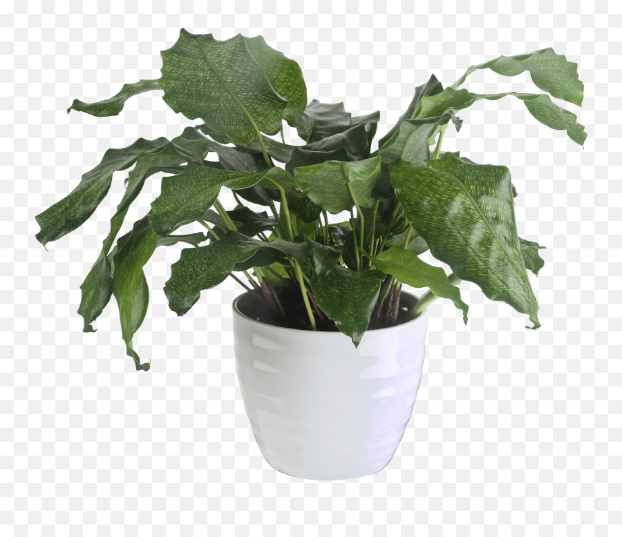 Costa Farms Live Indoor 12in Tall Green Trending Tropicals Network Calathea Plant Indirect Sunlight In 6in Planter - Calathea Network Musaica Emoji,Green And Plants Indoor Effect On Human Emotion