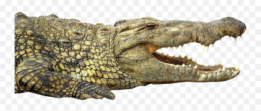 Crocodile Clipart Crocodile Mouth - Nile Crocodile Crocodile Transparent Png Emoji,Alligator Emoji