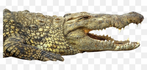Crocodile Clipart Crocodile Mouth - Nile Crocodile Crocodile Transparent Png Emoji,Alligator Emoji
