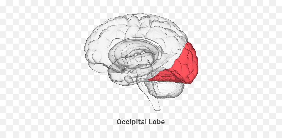 The Fasd Brain Fasd Hub - Visual Memory Part Of Brain Emoji,Which Nuclei Are Responsible For Processing Emotion And Memory