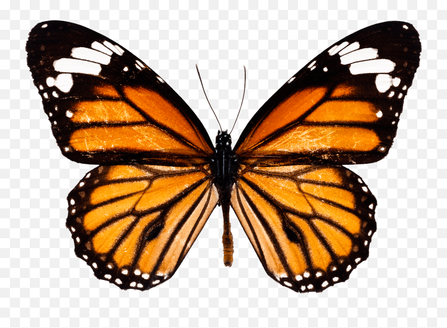 Butterfly Aesthetic Cartoon Page 1 - Line17qqcom Butterfly Png Emoji,Butterfly Emoji Png