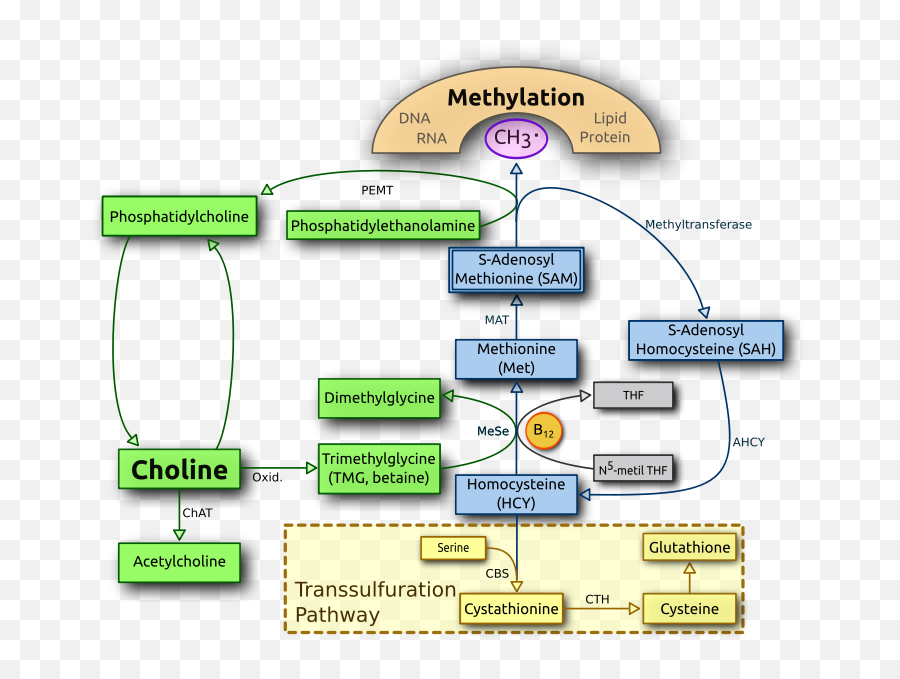 Deficiency In - Choline Methylation Cycle Emoji,Emotion Paris Egg