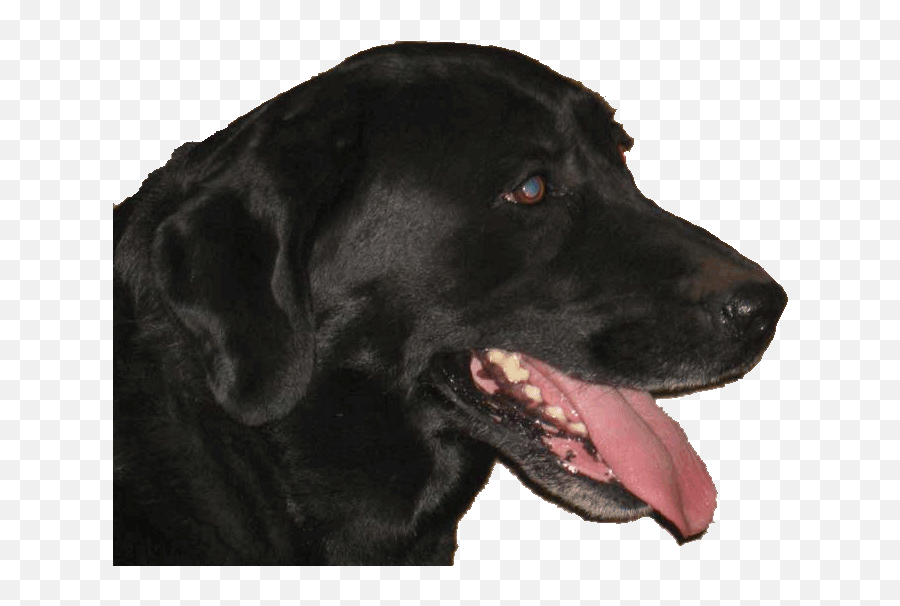Labrador Breeders Family Dogs - Canine Tooth Emoji,Happy Birthday Emoticons With Labrador Retriever