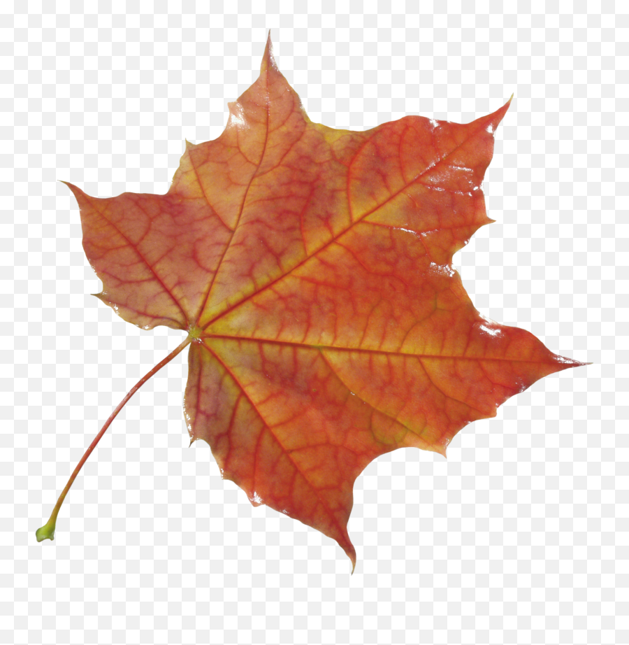 New York Bulls Logo Png New York Bulls September New York - Real Autumn Leaf Png Emoji,Maple Leaf Flag Emoticon Small