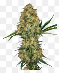 Purple Haze Photoperiod 1960u0027s - Lab Grade Seeds Emoji,Purple Haze Jimi Hendrix Emotion