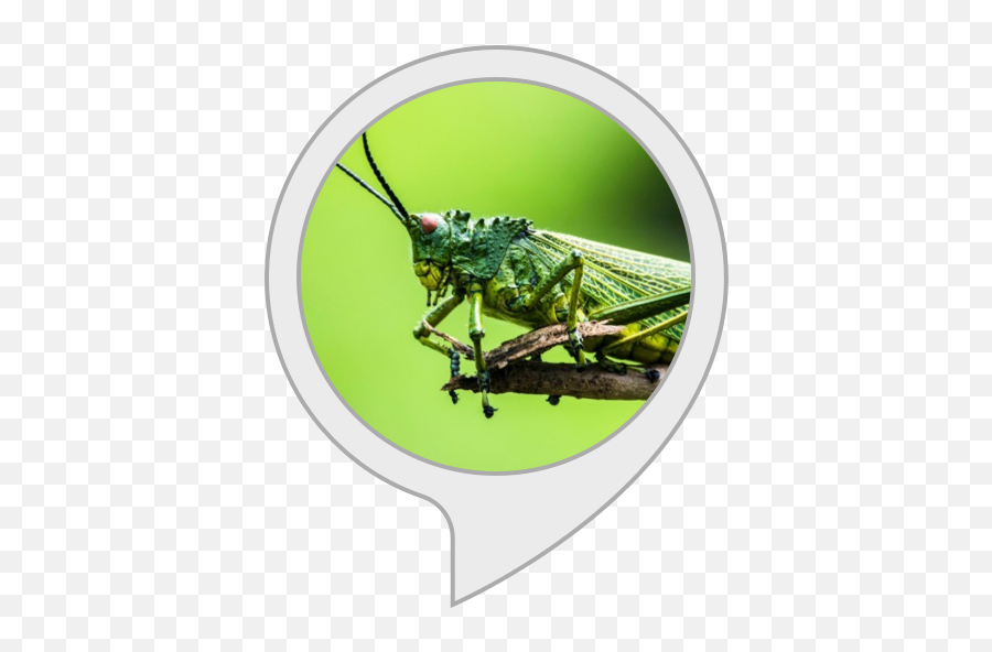Amazoncom Sleep Sounds Cricket Sounds Alexa Skills Emoji,Is There A Grasshopper Emoji